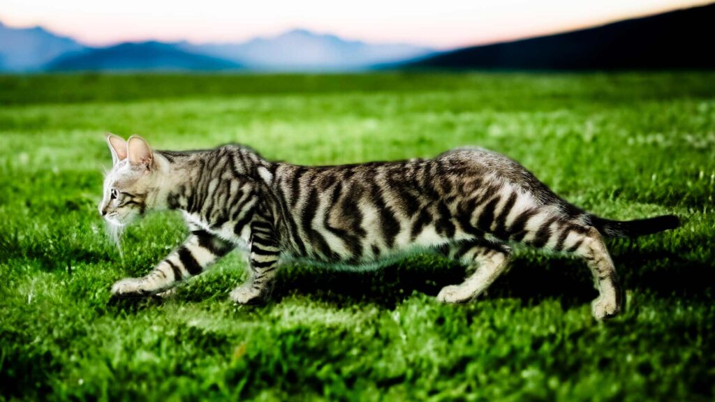 A silver striped Toyger cat with dark black stripes contrasting over an light tan undercoat prowling across a green field with an image of mountains, motion blur panorama in the style of paleocore, dark silver and light under shades.