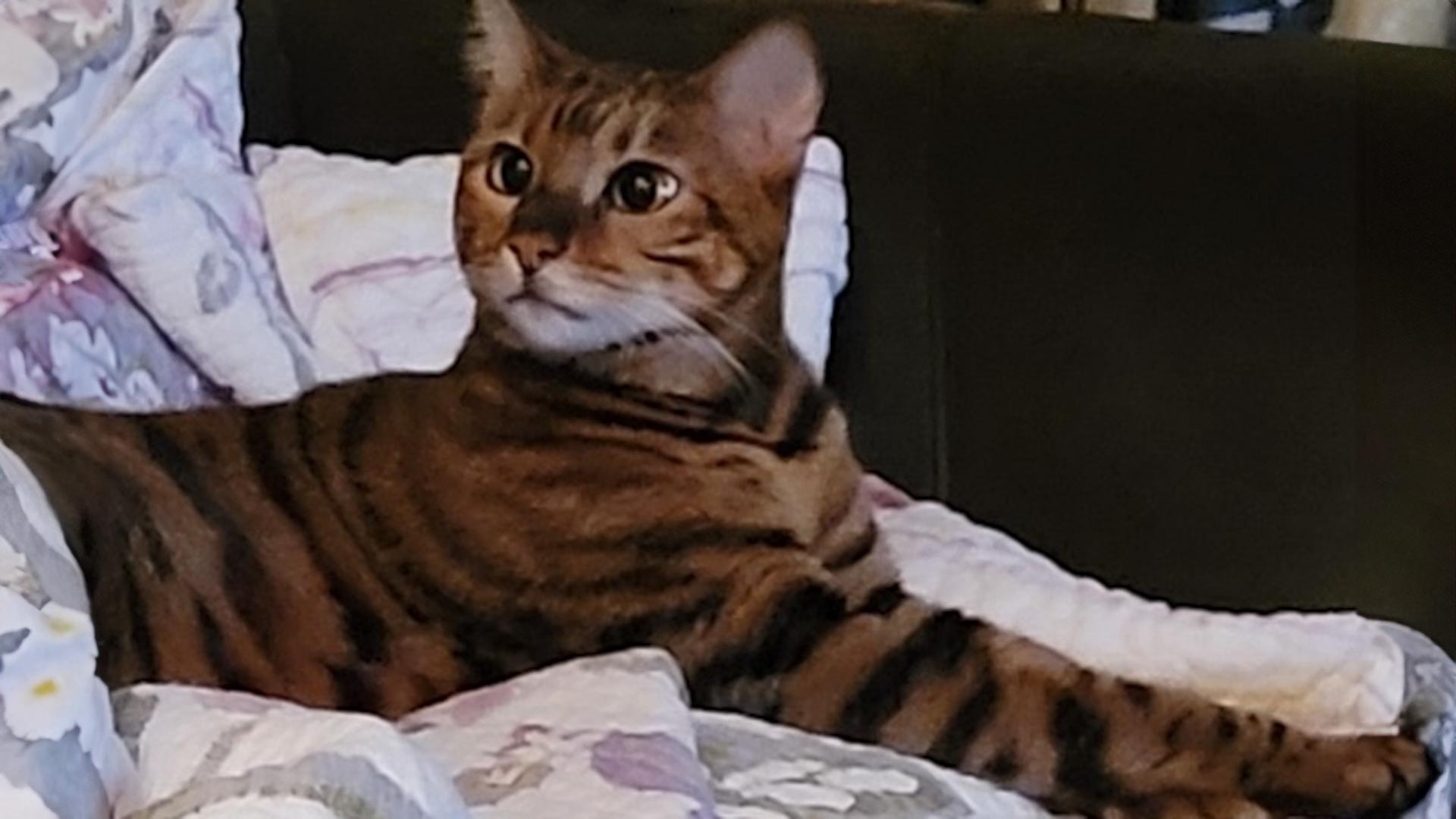 Available Toyger Kittens and Adult Toygers - Own A Pet Toy Tiger