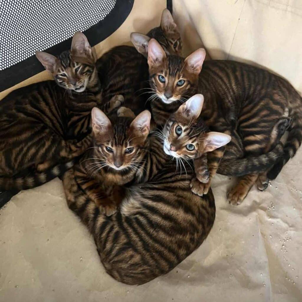 Toyger Kittens ready to be taken home!