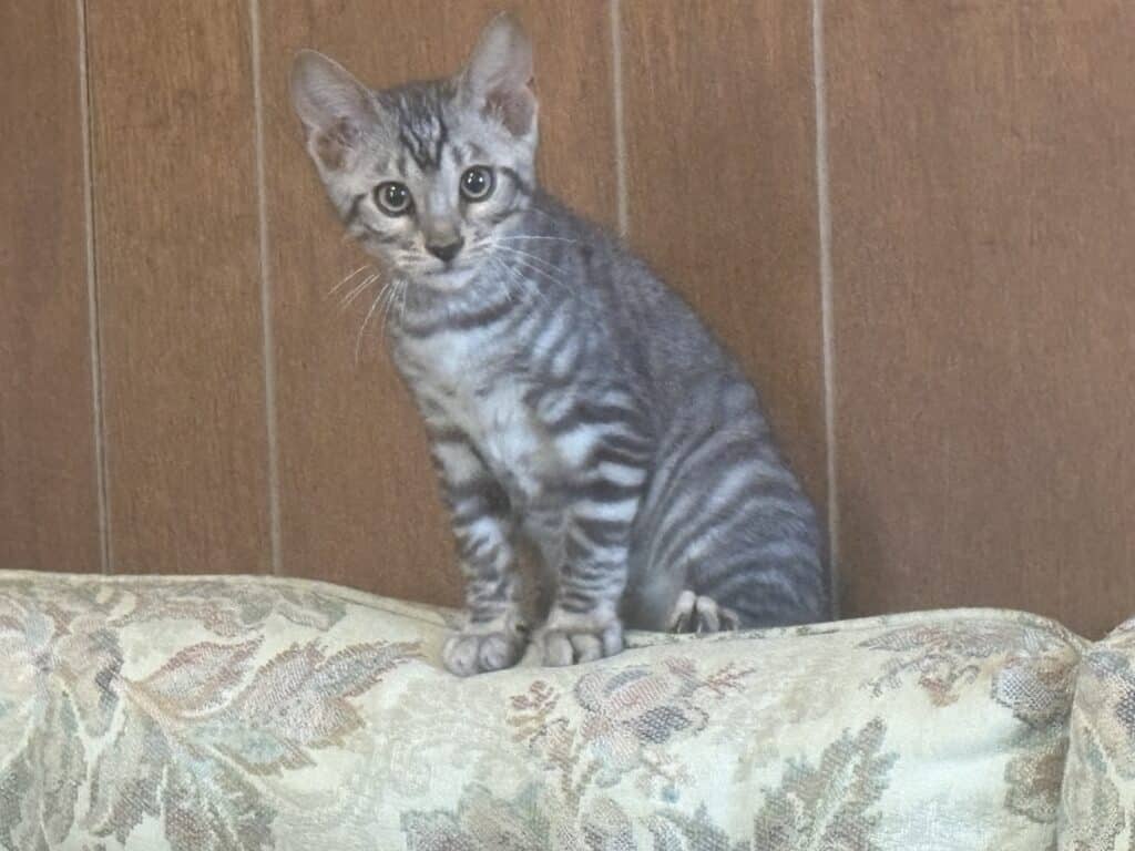 Female Silver Toyger